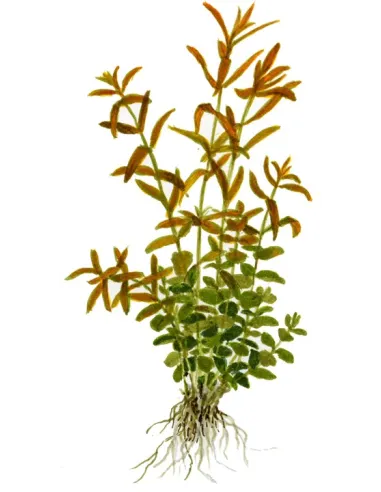 Rotala rotundifolia