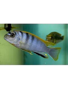 Labidochromis