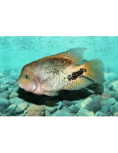 Vieja Syspila 7-10cm