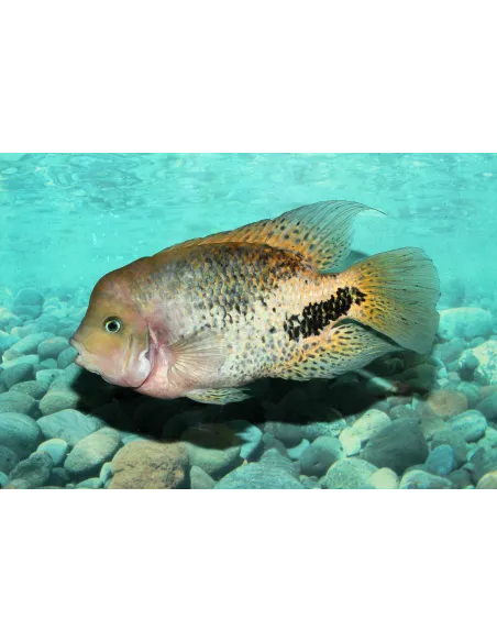 Vieja Syspila 7-10cm