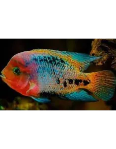 Vieja Syspila 7-10cm 2