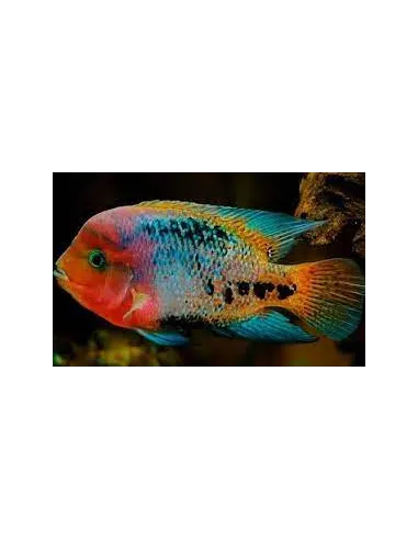 Vieja Syspila 7-10cm