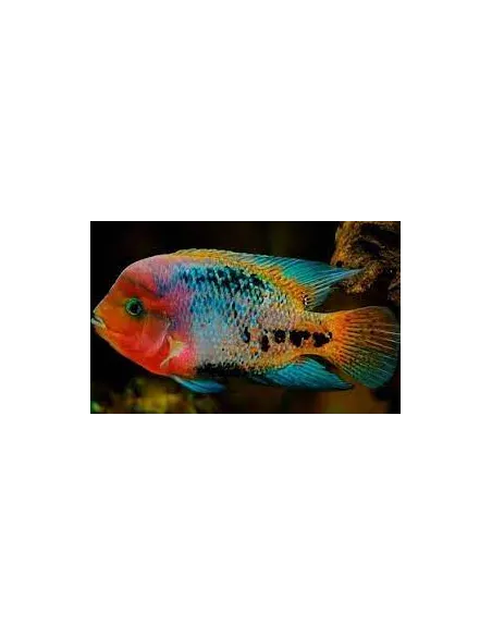 Vieja Syspila 7-10cm