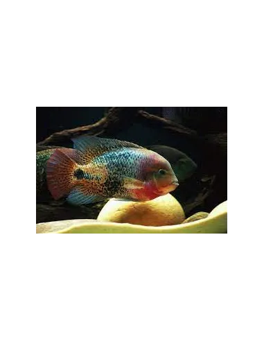 Vieja Syspila 7-10cm