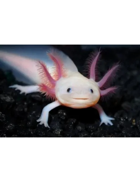 Ajolote albino ojos negros (Ambystoma mexicanum)