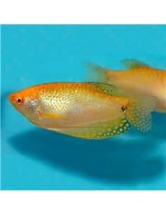 Gurami oro (Trichogaster trichopterus)