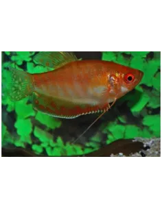 Gurami oro rojo (Trichogaster trichopterus)