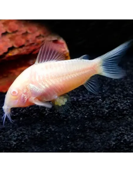 Corydora Albina (Corydoras paleatus)