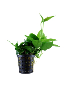 Anubias barteri var. nana 'Large'