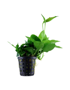 Anubias barteri var. nana 'Large'