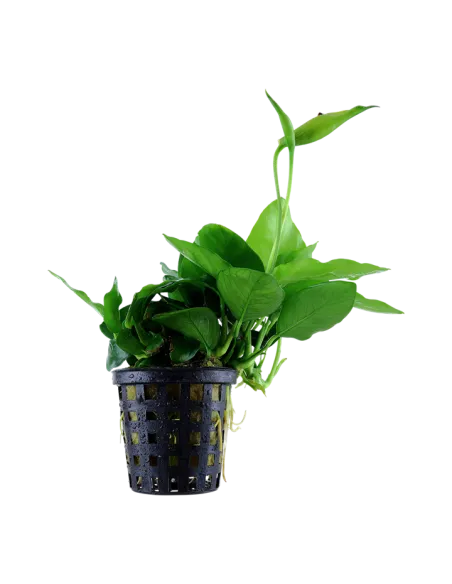 Anubias barteri var. nana 'Large'
