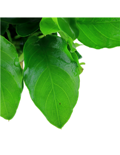 Anubias barteri var. nana 'Large' 2