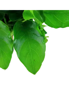 Anubias barteri var. nana 'Large' 2