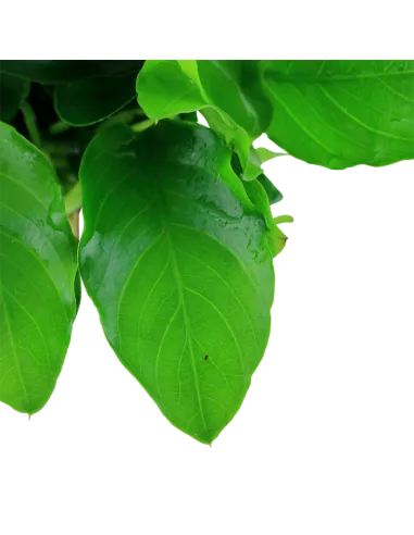 Anubias barteri var. nana 'Large'