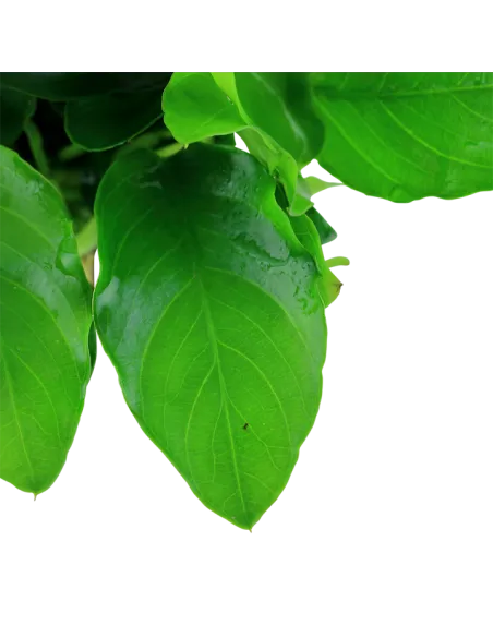 Anubias barteri var. nana 'Large'