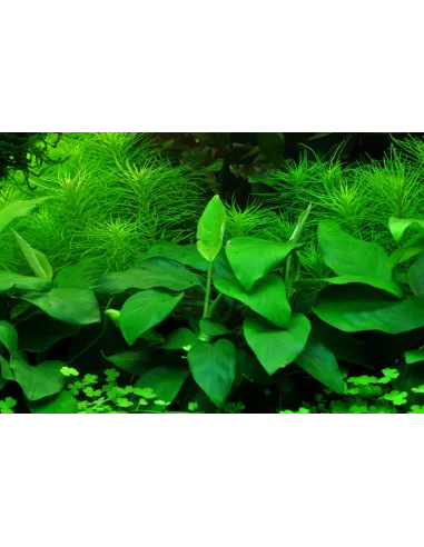 Anubias barteri var. nana 'Large'