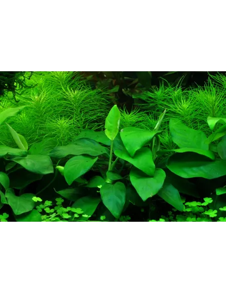 Anubias barteri var. nana 'Large'
