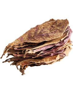 Almendro de India 2 hojas (Terminalia catappa)