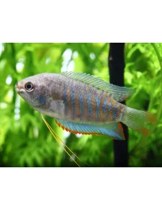 Colisa Fasciata (Trichogaster fasciatus)