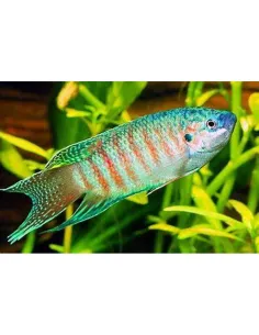 Pez paraiso azul (Macropodus opercularis)