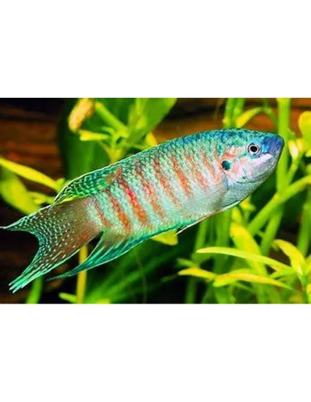 Pez paraiso azul (Macropodus opercularis)