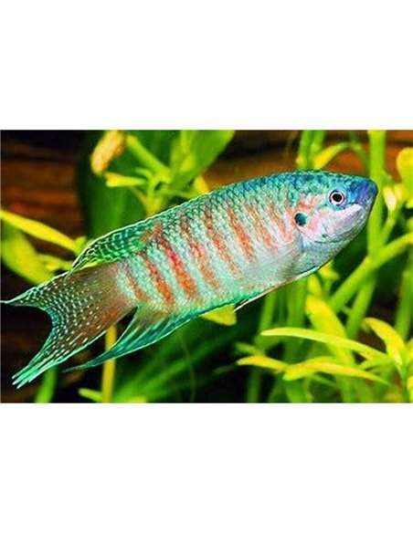 Pez paraiso azul (Macropodus opercularis)
