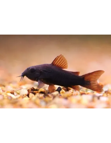 Corydora Aeneus "Black Venezuela" 1,5-2 cm