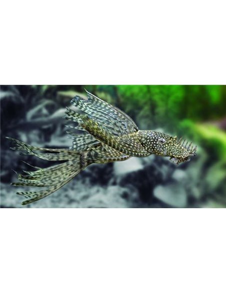 Ancistrus sp velo
