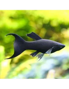 Molly cola de lyra variado (1 unidad)