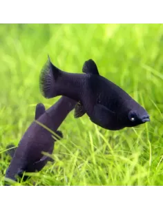 Molly negro (2cm) (Poecilia sphenobs)