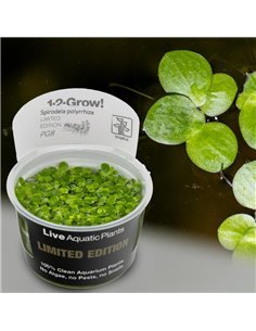 Spirodela polyrrhiza 1-2-Grow! 2
