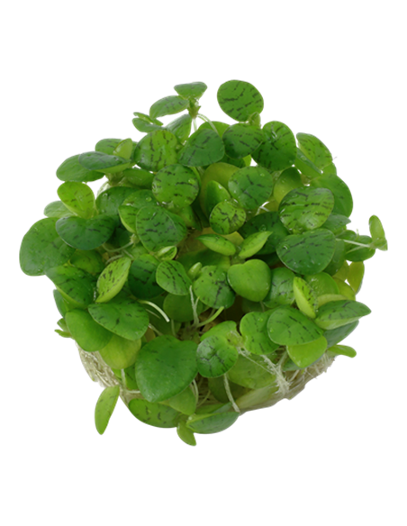 Limnobium laevigatum