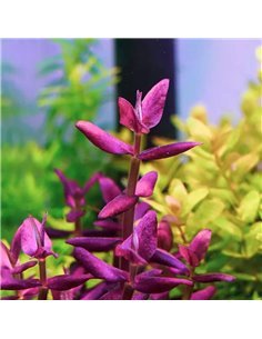 Bacopa salzmannii 'Purple'