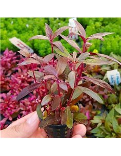 Alternanthera sessilis