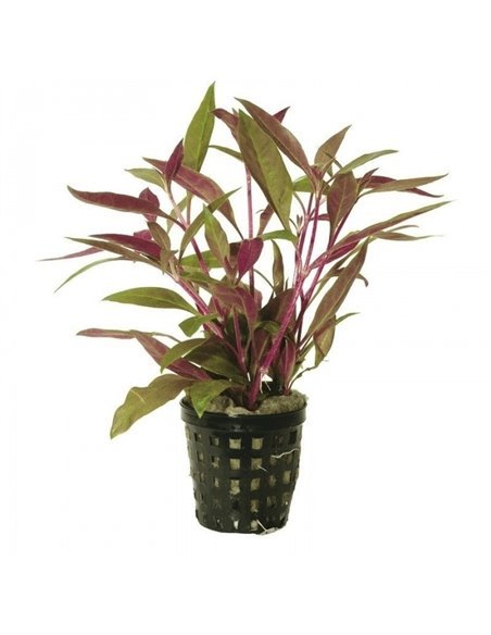 Alternanthera reineki lilacina 