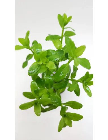 Bacopa madagascariensis