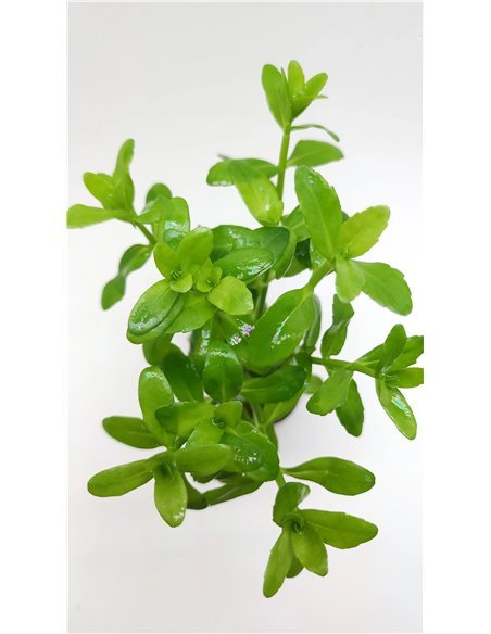 Bacopa madagascariensis