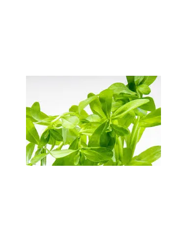 Bacopa madagascariensis