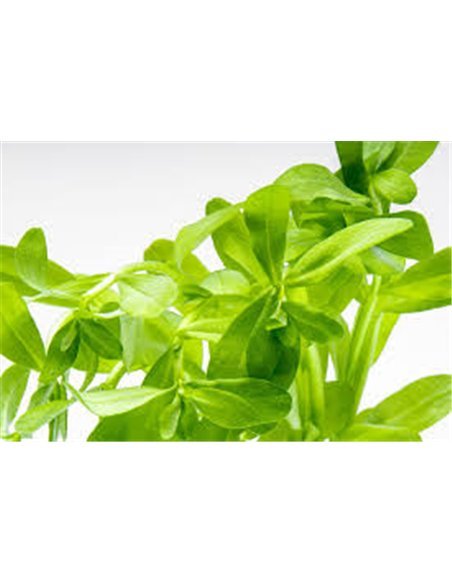 Bacopa madagascariensis