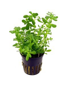 Bacopa monnierii              