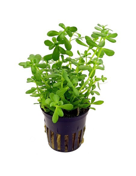 Bacopa monnierii              
