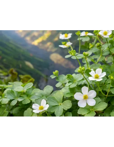 Bacopa monnierii              