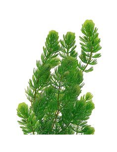 Ceratophyllum demersum (Cola de zorro) 2