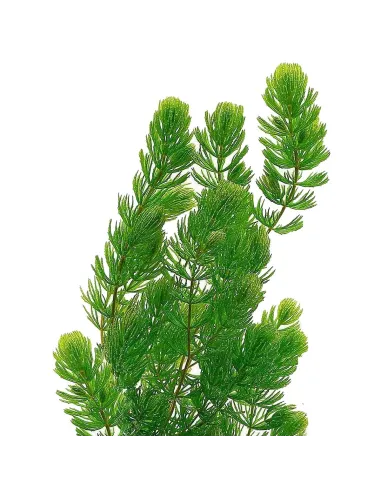 Ceratophyllum demersum (Cola de zorro)