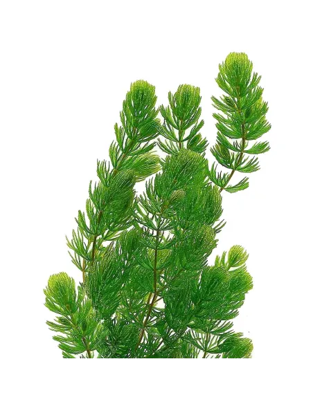 Ceratophyllum demersum (Cola de zorro)