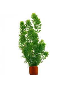 Ceratophyllum demersum (Cola de zorro)