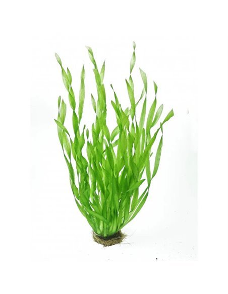 Vallisneria retrospilaris