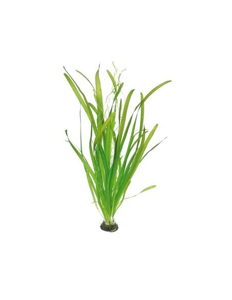 Vallisneria retrospilaris