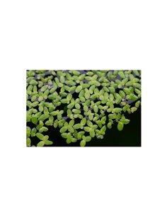 Lemna minor (Lenteja de agua)