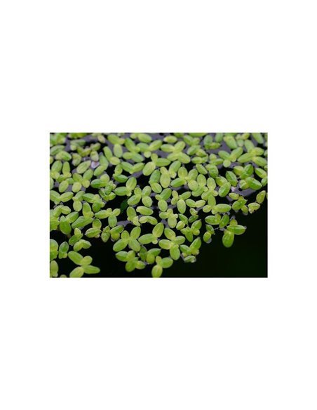 Lemna minor (Lenteja de agua)